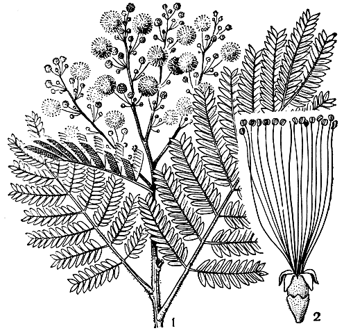 Рис. 97. Питецелобиум многоголовчатый (Pithecellobium polycephalum): 1 - ветвь с цветками; 2 - цветок