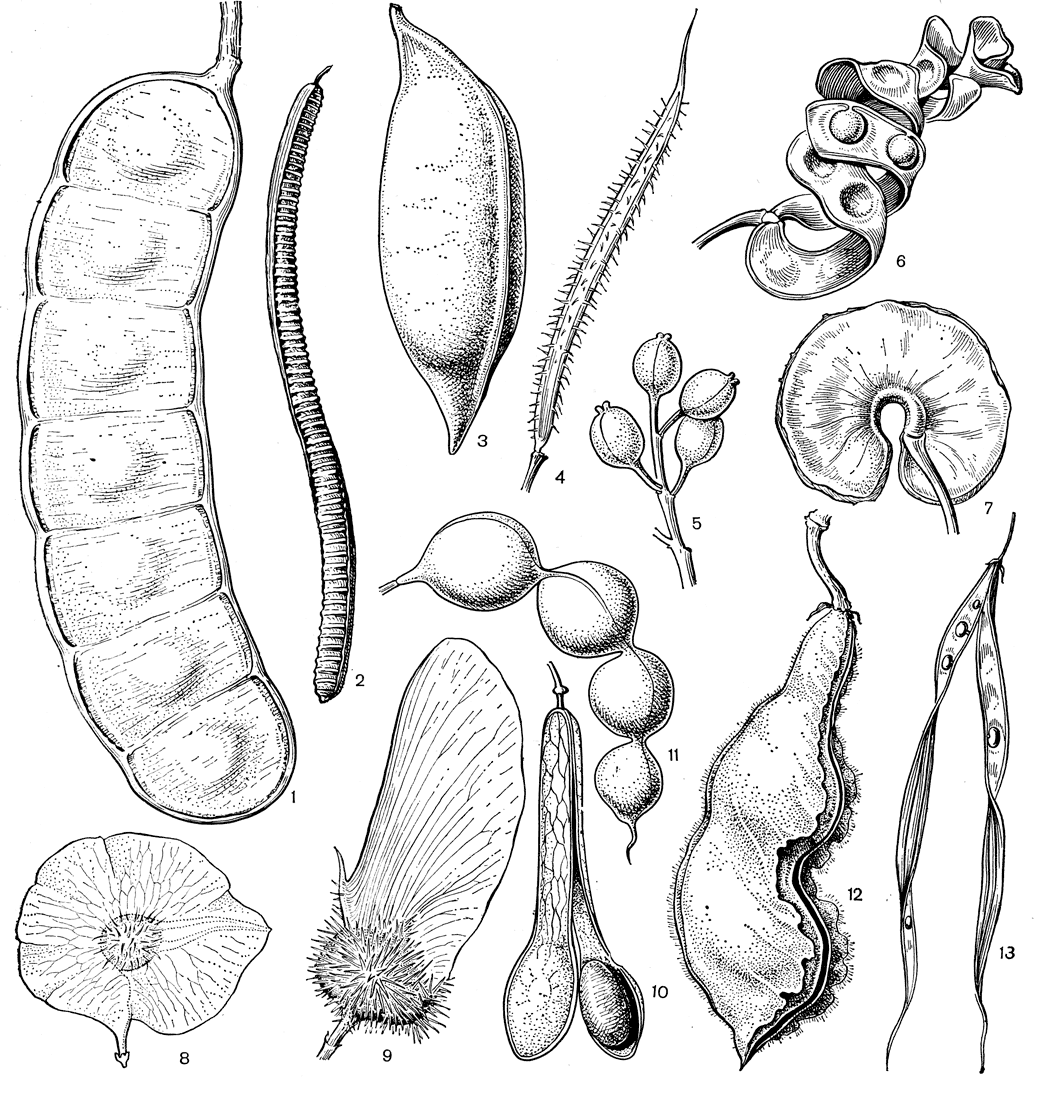 Рис. 98. Плоды некоторых бобовых: 1 - энтада африканская (Entada Africana); 2 - кассия видная (Cassia spectabilis); 3 - кастаноспермум южный (Castanospermum austral); 4 - шранкия тонкоплодная (Schrenkia leptocarpa); 5 - полистемонантус Динклажа (Polystemonanthus dinklagei); 6 - питецелобиум авремотемо (Pithecellobium auremotemo); 7 - энтеролобиум эллиптический (Enterolobium ellipticum); 8 - птерокарпус ежовый (Pterocarpus erinaceus); 9 - центролобиум мощный (Centrolobium robustum); 10 - амбурана цеарская (Amburana cearensis); 11 - мюллера чётковидная (Muellera moniliformis); 12 - мукуна высочайшая (Mucuna altissima); 13 - центросема бразильская (Centrosema brasilianum)