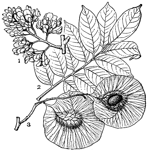 Рис. 100. Птерокарпус Сайаукса (Pterocarpus soyauxii): 1 - соцветие; 2 - лист; 3 - плоды
