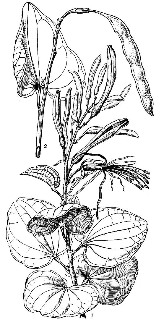 Рис. 101. Баугиния цельнолистная (Bauhinia holophylla): 1 - ветвь с цветками; 2 - ветвь с плодом