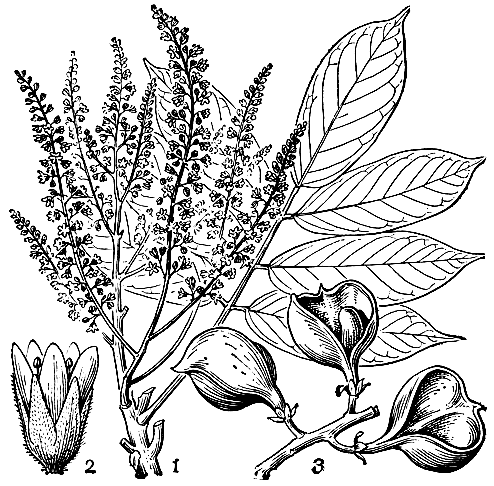 Рис. 102. Коннарус Патриса (Connarus patrisii); 1 - ветвь с цветками; 2 - цветок; 3 - плоды