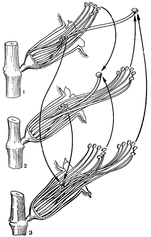 Рис. 104. Три формы цветков дербенника иволистного (Lythrum salicaria): 1 - длинностолбчатая форма; 2 - среднестолбчатая форма; 3 - короткостолбчатая форма. Лепестки и половина чашечки у всех форм удалены. Линии со стрелками показывают, какой пыльцой должны быть опылены рыльца, чтобы вызвать полное оплодотворение (по Ч. Дарвину, 1865)
