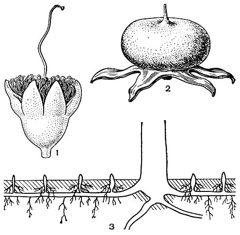 Рис. 106. Соннератия Гриффита (Sonneratia griffithii): 1 - цветок; 2 - плод с чашелистиками; 3 - схема корневой системы соннератии (по В. Троллю)