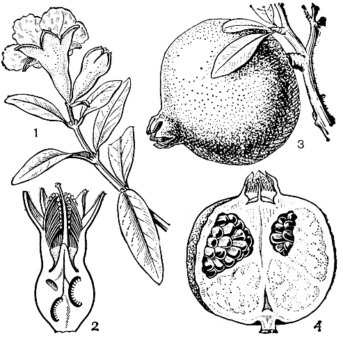 Рис. 107. Гранат обыкновенный (Punica granatum): 1 - ветвь с цветком и бутоном; 2 - разрез длинностолбчатого цветка; 3 - плод; 4 - разрез плода