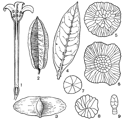 Рис. 112. Комбретовые. Квисквалис индийский (Quisqualis indica): l - продольный разрез цветка; 2 - плод. Терминалия великолепная (Terminalia superba): 3 - плод. Конокарпус прямостоящий (Conocarpus erectus): 4 - лист с желёзками. Различные типы волосков комбретума: 5 - комбретум кустарниковый (Combretum fruticosum); 6 - комбретум Илера (C. hilarianum); 7 - комбретум наскальный (C. rupicola); 8 - комбретум ланцетовидный (C. lanceolatum); 9 - комбретум десятитычинковый (C. decandrum)