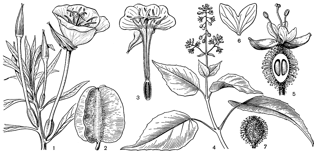 Рис. 115. Кипрейные. Энотера миссурийская (Oenothera missouriensis): 1 - ветвь с цветком; 2 - плод. Энотера двулетняя (O. biennis): 3 - разрез цветка. Цирцея сердцевидная (Circaea cordata): 4 - верхняя часть растения; 5 - цветок; 6 - лепесток; 7 - плод