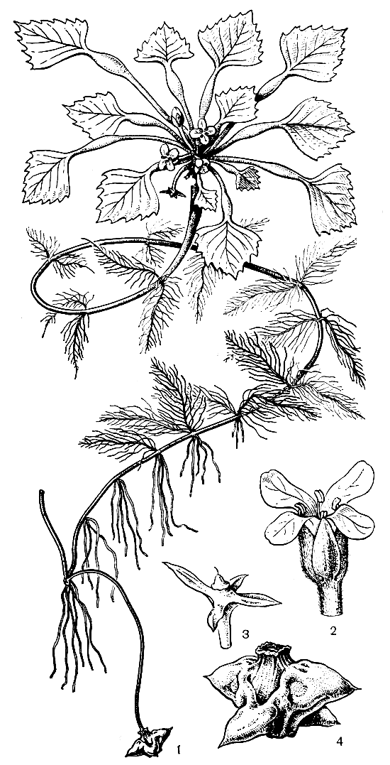 Рис. 116. Водяной орех плавающий (Trapa natans): 1 - общий вид растения; 2 - цветок; 3 - начало образование плода; 4 - плод