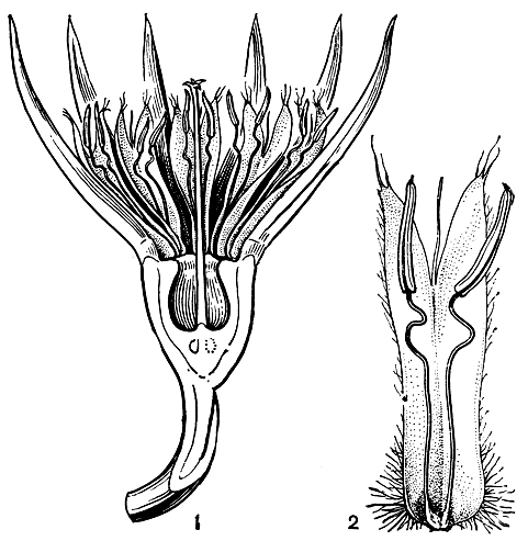 Рис. 117. Бругиера голокорневая (Bruguiera gymnorhiza): 1 - цветок в разрезе; 2 - развернувшийся лепесток, освободивший тычинки