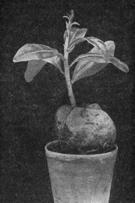 Рис. 121. Сеянец баррингтонии азиатской (Barringtonia asiatica)