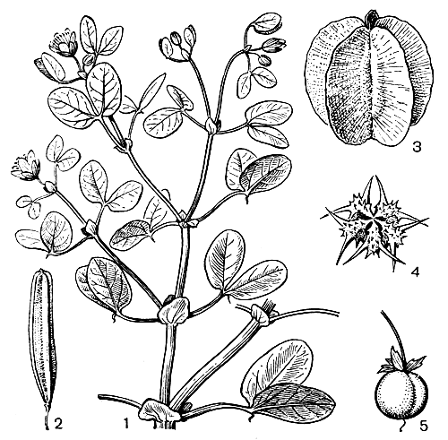 Рис. 126. Парнолистниковые. Парнолистник обыкновенный (Zygophyllum fabago): 1 - верхняя часть побега; 2 - плод. Парнолистник крупнокрылый (Z. macropterum): 3 - плод. Якорцы стелющиеся (Tribulus terrestris): 4 - плод. Мягкоплодник критмолистный (Malacocarpus crithmifolius): 5 - плод