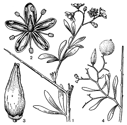 Рис. 127. Селитрянковые. Селитрянка Шобера (Nitraria schoberi): 1 - ветвь с цветками; 2 - цветок; 3 - плод. Селитрянка круглоплодная (N. sphaerocarpa): 4 - ветвь с плодами