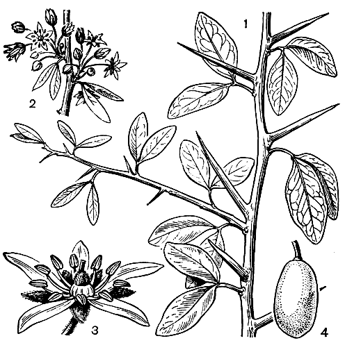 Рис. 128. Баланитес египетский (Balanites aegyptiaca): 1 - часть вегетативного побега; 2 - часть побега с соцветием; 3 - цветок; 4 - плод