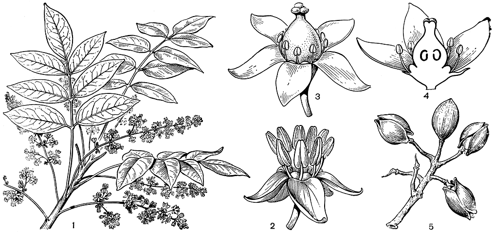 Рис. 130. Бурзера симаруба (Bursera simaruba): 1 - ветвь с мужскими соцветиями; 2 - мужской цветок; 3 - женский цветок (видны недоразвитые тычинки); 4 - продольный разрез завязи; 5 - плоды