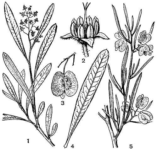 Рис. 134. Сапиндовые. Додонея утонченная (Dodonaea attenuata): 1 - ветвь с листьями и соцветием; 2 - цветок; 3 - крылатый плод; 4 - лист. Додонея липкая (D. viscosa): 5 - часть ветви с плодами и листьями