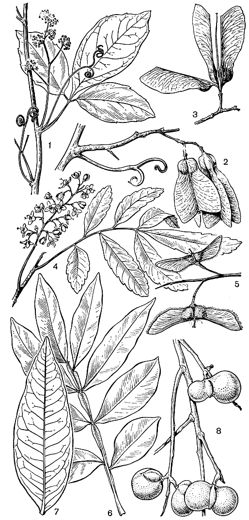 Рис. 135. Сапиндовые. Тинуйя лазящая (Thinouia scandens): 1 - часть ветви с листом, усиками и соцветием; 2 - часть ветви с усиком и плодами; 3 - плод, распавшийся на отдельные крылатки. Диатеноптерикс рябинолистный (Diatenopteryx sorbifolia): 4 - побег с листом и соцветием; 5 - часть побега с кленоподобными дву крылатками. Сапиндус мыльнянка (Sapindus saponaria): 6 - лист с окрыленным рахисом; 7 - листочек; 8 - часть ветви с костянковидными плодами