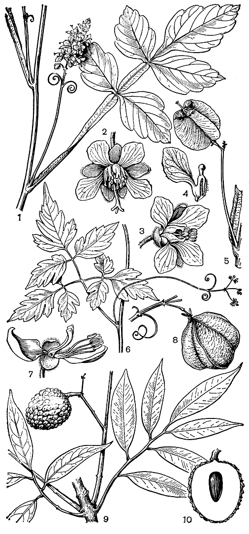 Рис. 136. Сапиндовые. Сержания прямая (Serjania erecta): 1 - часть побега с листом и соцветием с усиками; 2 - женский цветок; 3 - мужской цветок; 4 - лепесток с придатком; 5 - часть побега с крылатым плодом. Халикакаб (Cardiospermum halicacabum): 6 - часть ветви с листом и соцветием с усиками; 7 - цветок с удаленными лепестками. Кардиоспермум цельнокрайный (С. integerrimum): 8 - часть побега с усиками и с плодом-коробочкой. Личи китайская (Litchi chinensis): 9 - часть ветви с листьями и плодом; 10 - схематический разрез плода