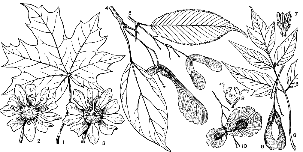 Рис. 137. Кленовые. Клен остролистный (Acer platanoides): 1 - лист; 2 - мужской цветок (гинецей недоразвит, виден нектарный диск интрастаминального типа); 3 - женский цветок (тычинки недоразвиты). Клен лавровый (A. laurinum): 4 - часть ветви с листом и плодом-двукрылаткой. Клен граболистный (A. carpinifolium): 5 - часть побега с листом и плодом. Клен ясенелистный (A. negundo): 6 - лист; 7 - мужской цветок; 8 - женский цветок; 9 - плод-двукрылатка. Диптерония китайская (Dipteronia sinensis): 10 - плод-двукрылатка
