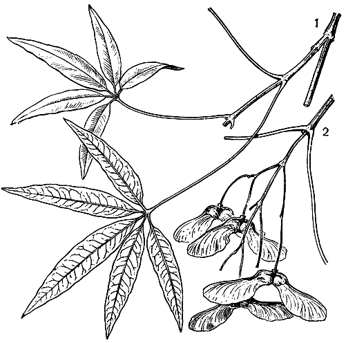 Рис. 138. Клен пятилисточковый (Acer pentaphyllum): 1 - часть ветви с листьями (уменьш.); 2 - часть ветви с плодами-двукрылатками