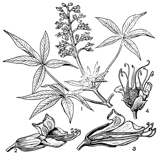 Рис. 139. Эскулус гладкий (Aesculus glabra): 1 - побег с молодыми листьями и соцветием; 2 - женский цветок; 3 - мужской цветок в разрезе, виден недоразвитый гинецей; 4 - развивающийся плод