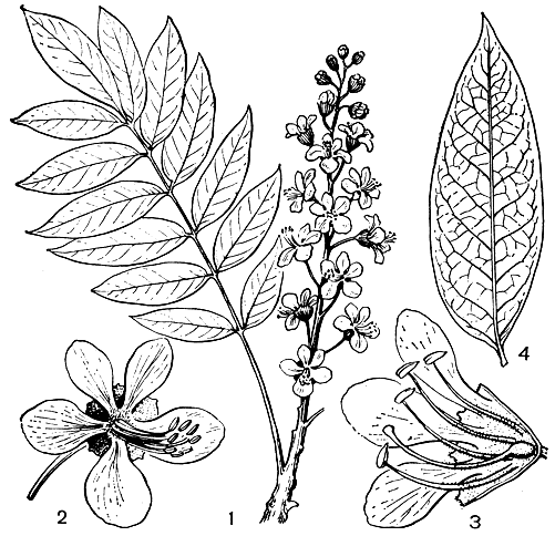 Рис. 140. Бретшнейдера китайская (Bretschneidera sinensis): 1 -часть ветви с листом и соцветием (уменьш.); 2 - цветок; 3 - цветок в разрезе; 4 - листочек