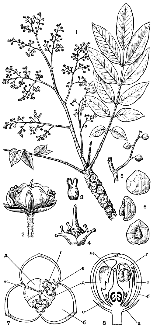 Рис. 141. Сабиевые. Мелиосма Вича (Meliosma veitchiorum) из подрода кингсбороя (Kingsboroughia): 1 - ветвь с листьями и соцветием; 2 - открытый цветок; 3 - внутренний лепесток; 4 - гинецей с окружающим его диском с 5 зубцами (4 расположены попарно); 5 - часть побега с плодами; 6 - эндокарпий (вид с трех сторон). Схемы цветка представителей подрода мелиосма (Meliosma) рода мелиосма (Meliosma): 7 - цветок в плане; 8 - нераскрывшийся цветок в разрезе; а - чашелистики; б - внешние лепестки; в - внутренние лепестки; г - фертильные тычинки; д - стаминодии (один из них, расположенный между фертильными тычинками, имеет два рудимента пыльников); е - диск; ж - рыльце