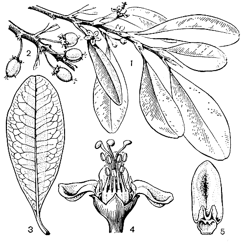 Рис. 144. Кокаиновый куст (Erythroxylum coca): 1 - ветвь с цветками; 2 - часть ветви с плодами; 3 - лист; 4 - цветок; 5 - лепесток