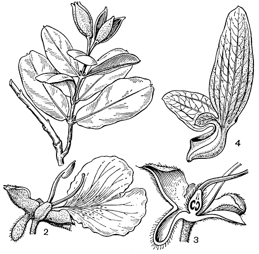 Рис. 148. Вошизиевые. Квалея притуплённая (Qualea retusa): 1 - ветвь с коробочками. Квалея многоцветковая (Q. multiflora): 2 - цветок (на одном из чашелистиков виден шпорец); 3 - разрез цветка. Эрисма япура (Erisma japura): 4 - плод, заключенный в неравноразросшиеся чашелистики (чашелистик со шпорцем опадает)