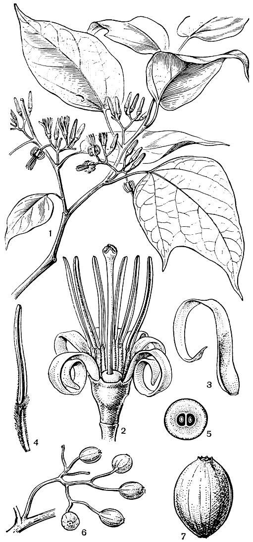 Рис. 151. Алангиум китайский (Alangium сhinеnsе): 1 - ветвь с цветками: 2 - цветок; 3 - лепесток: 4 - тычинка; 5 - завязь на поперечном разрезе; 6 - часть соцветия с плодами; 7 - плод