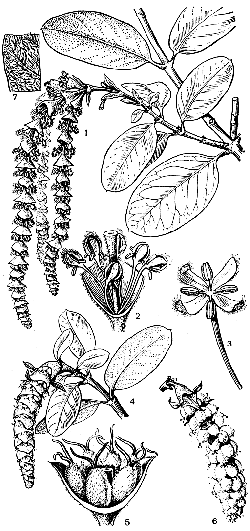 Рис. 154. Гаррия эллиптическая (Garrya elliptica): 1 - ветвь мужского растения с соцветиями; 2 - часть соцветия с мужскими цветками; 3 - мужской цветок; 4 - ветвь женского растения с соцветием; 5 - соцветие с женскими цветками; 6 - соцветие с плодами; 7 - фрагмент листа (нижняя сторона) с волосками опушения