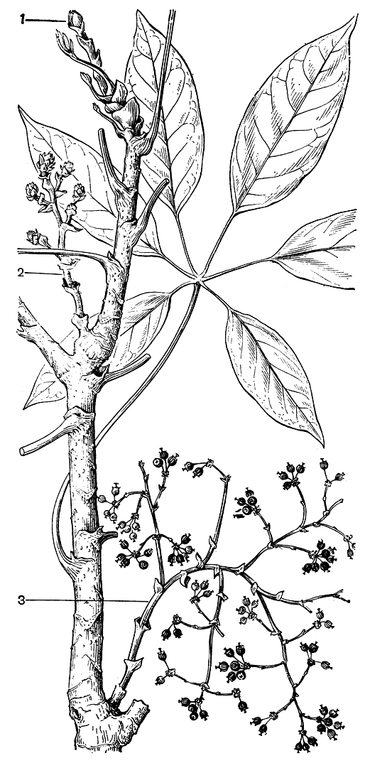 Рис. 156. Ветвь шефлеры многокосточковой (Schefflera polypyrena) с соцветиями на разных этапах развития: 1 - развертывающаяся терминальная цветочная почка; 2 - соцветие в бутонах; 3 - соцветие со зрелыми и опадающими плодами