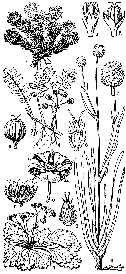 Рис. 158. Зонтичные. Азорелла голая (Azorella glabra): 1 - общий вид растения; 2 - цветок с оберткой; 3 - плод с оберткой. Болот-нозонтичник ползучий (Helosciadium repens): 4 - общий вид растения; 5 - плод. Синеголовник ложноситниковый (Eryngium pseudojunceum): 6 - общий вид растения; 7 - головка; 8 - цветок. Арктопус колючий (Arctopus echinatus): 9 - общий вид особи с мужскими цветками; 10 - мужской цветок; 11 - зонтичек с женскими цветками; 12 - женский цветок