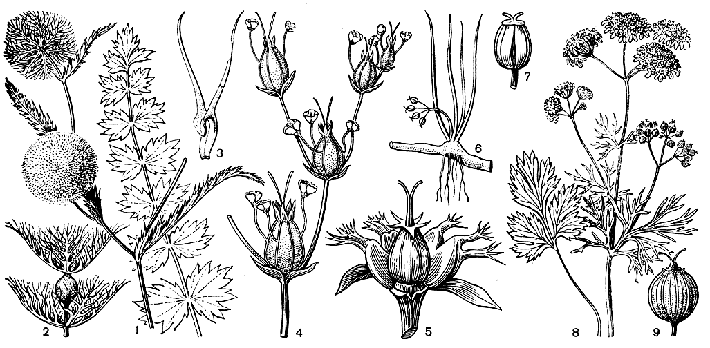 Рис. 160. Зонтичные. Лагеция кминовидная (Lagoecia cuminoides): 1 - общий вид растения; 2 - одноцветковый зонтичек; 3 - лепесток. Петагния подлесниколистная (Petagnia saniculifolia): 4 - часть соцветия. Колюченосник колючий (Echinophora spinosa): 5 - плодоносящий зонтичек с удаленными спереди тычиночными цветками. Лилеопсис линейный (Lilaeopsis lineata): 6 - общий вид растения; 7 - плод. Кориандр посевной (Coriandrum sativum): 8 - общий вид растения; 9 - плод
