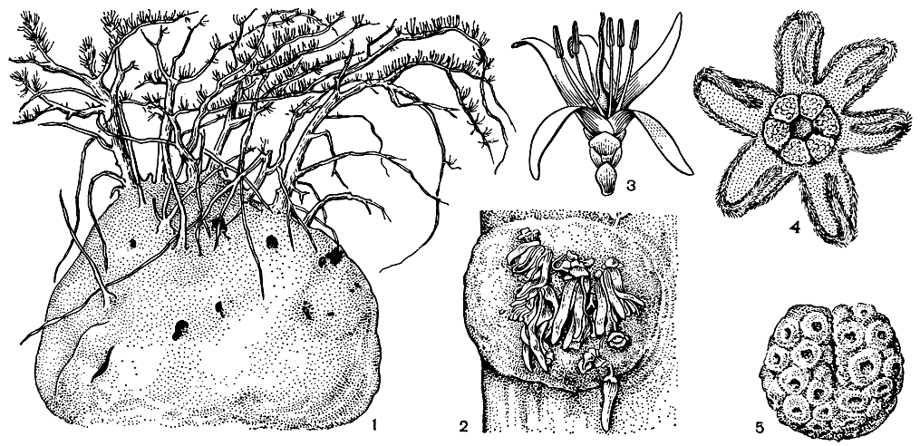 Рис. 162. Икациновые. Пиренаканта мальволистная (Pyrenacantha malvifolia): 1 - общий вид растения с клубневидно разросшимся стволом. Псевдоботрис стеблецветковый (Pseudobotrys cauliflora): 2 - соцветие; 3 - цветок. Полипорандра лазящая (Polyporandra scantiens): 4 - мужской цветок; 5 - пыльник
