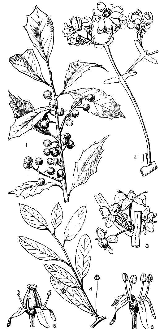 Рис. 164. Падубовые. Падуб матовый (Ilex opaca): 1 - ветвь с плодами. Падуб остролистный (I. aquifolium): 2 - женское соцветие. Падуб гавайский (I. hawainensis): 3 - мужское соцветие. Немопантус остроконечный (Nemopanthus mucronatus): 4 - ветвь; 5 - женский цветок; 6 - мужской цветок