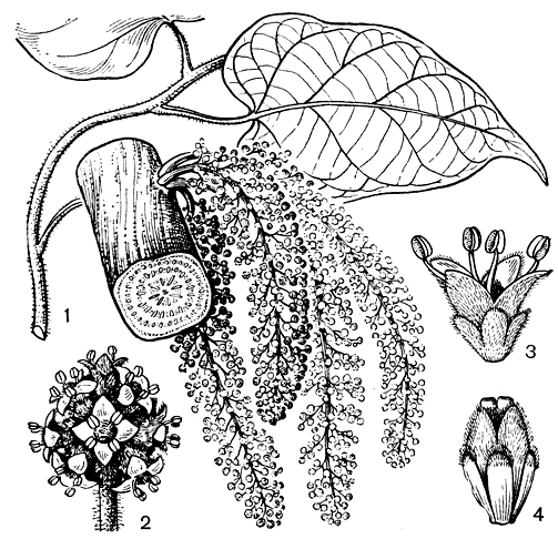 Рис. 163. Фитокрена крупнолистная (Phytocrene macrophylla): 1 - часть побега с мужским соцветием; 2 - часть мужского соцветия; 3 - мужской цветок; 4 - женский цветок