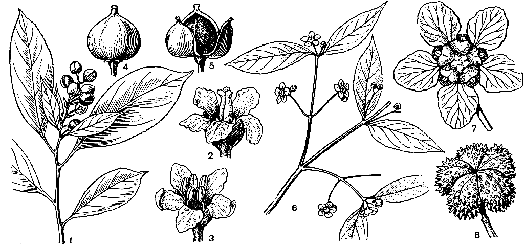 Рис. 165. Бересклетовые. Древогубец лазящий (Celastrus scandens): 1 - плодущая ветвь; 2 - женский цветок; 3 - мужской цветок; 4, 5 - плод. Бересклет американский (Euonymus americana): 6 - цветущая ветвь; 7 - цветок; 8 - плод