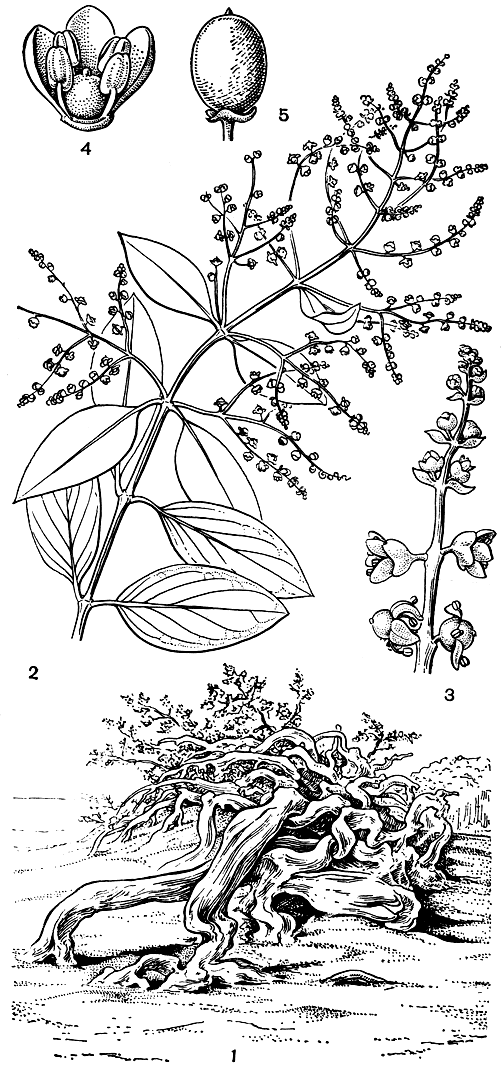 Рис. 166. Сальвадора персидская (Salvadora persica): 1 - общий вид растения; 2 - цветущая ветвь; 3 - соцветие; 4 - цветок (без чашечки); 5 - плод