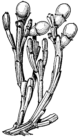 Рис. 168. Плодущие побеги экзокарпоса Бидвилла (Exocarpos bidwillii)