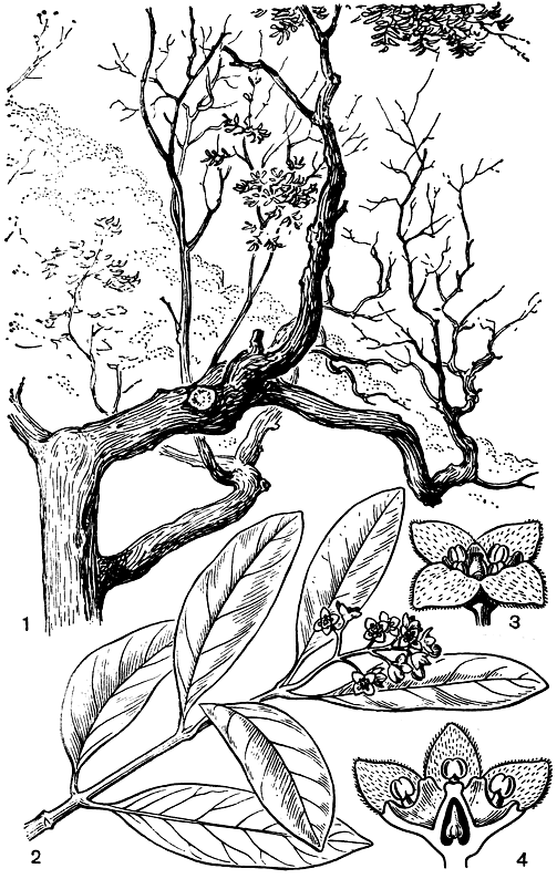 Рис. 169. Санталум фернандесский (Santalum fernandezianum): 1 - общий вид растения; 2 - ветвь с соцветием; 3 - цветок; 4 - продольный разрез цветка