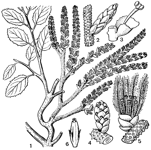 Рис. 171. Мизодендрум точечный (Misodendrum punctulatum) на веточке нотофагуса антарктического: 1 - общий вид растения; 2 - мужское соцветие; 3 - мужской цветок; 4 - женское соцветие; 5 - соплодие; 6 - завязь