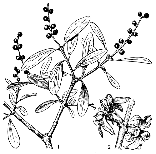Рис. 172. Ремнецветник европейский (Loranthus europaeus): 1 - ветвь с плодами; 2 - цветки