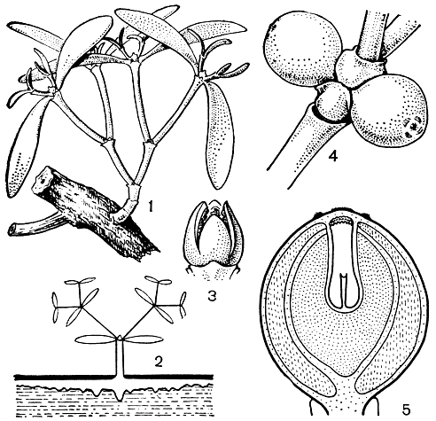 Рис. 173. Омеловые. Омела белая (Viscum album): 1 - молодое растение на стебле груши; 2 - схема строения омелы с олиственным тюбегом и гаусториальным тяжем, развивающимся под корой ветви растения-хозяина; 3 - мужской цветок. Омела окрашенная (V. coloratum): 4 - плоды; 5 - продольный разрез зрелого плода