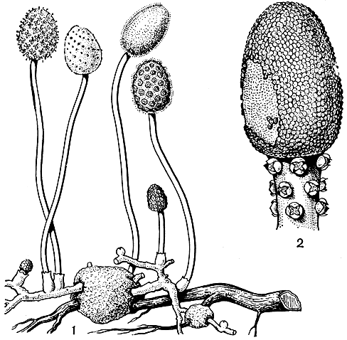Рис. 175. Баланофоровые. Хелозис гвинейский (Helosis guyanensis): 1 - часть растения. Баланофора Хильд ебрандта (Balanophora hildebrandtii): 2 - соцветие