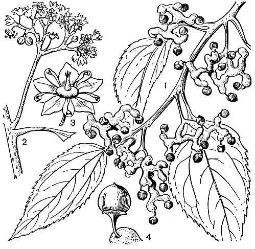 Рис. 178. Конфетное дерево (Hovenia dulcis): 1 - ветвь с плодами; 2 '- соцветие; 3 - цветок; 4 - плод
