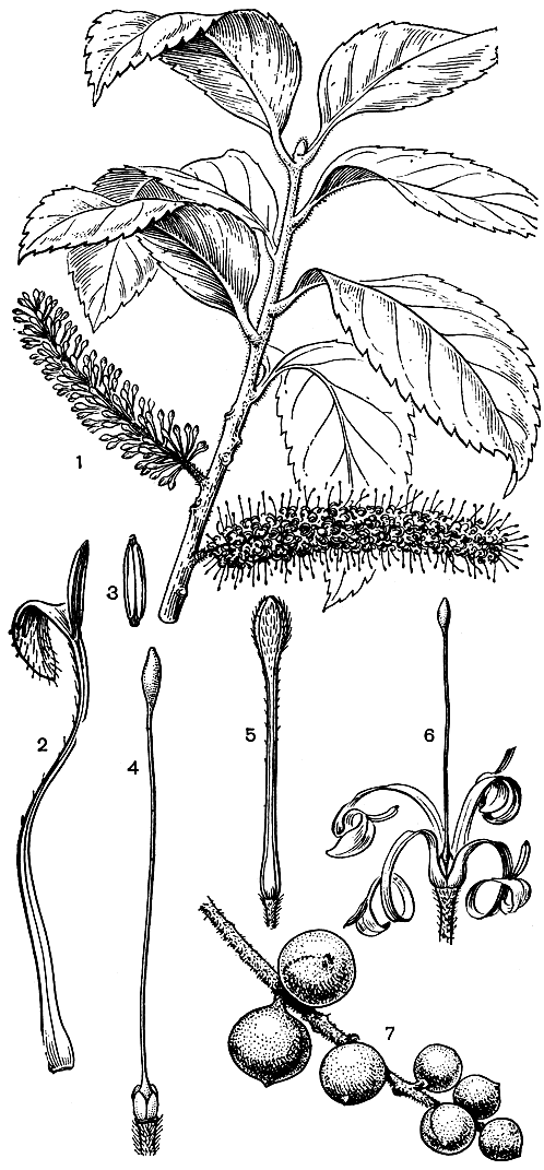 Рис. 180. Хелиция формозанская (Helicia formosana): 1 - ветвь с соцветиями; 2 - тычинка; 3 - пыльник; 4 - гинецей; 5 - бутон; 6 - цветок; 7 - плоды