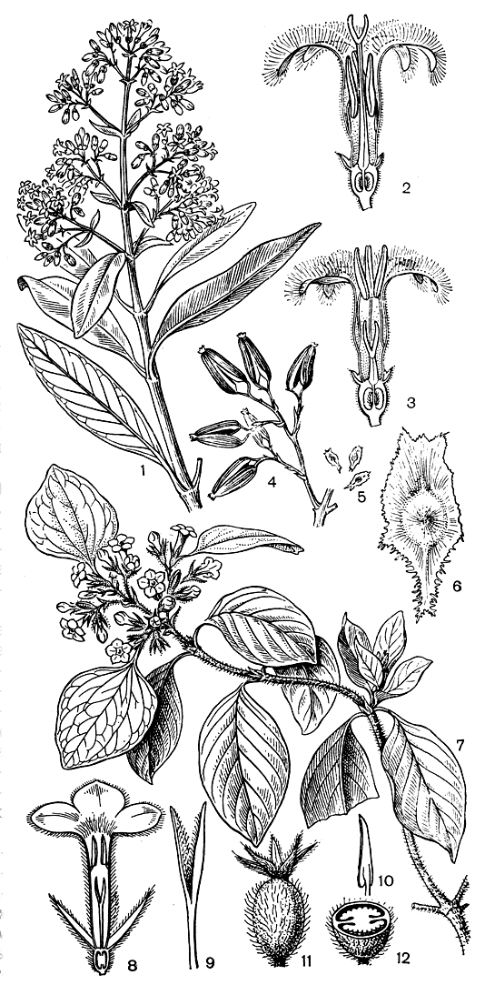 Рис. 186. Мареновые. Хинное дерево Леджера (Cinchona ledgeriana): 1 - побег с цветками; 2 - продольный разрез цветка длинностолбиковой формы; 3 - продольный разрез цветка короткостолбиковой формы; 4 - фрагмент побега с плодами; 5-6 - крылатые семена (5 - натуральная величина; 6 - увелич.). Муссенда краснолистная (Mussaenda erythrophylla); 7 - цветущий побег, видны листовидно разросшиеся лопасти чашечки; 8 - продольный разрез цветка; 9 - столбик с двулопастным рыльцем; 10 - тычинка; 11 - молодой плод; 12 - поперечный разрез завязи