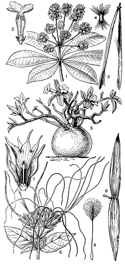 Рис. 189. Кутровые. Альстония малайская (Alstonia scholaris): 1 - верхушка цветущей ветви; 2 - цветок на продольном разрезе; 3 - раскрывшийся плод; 4 - семя. Адениум тучный (Adenium obesum): 5 - общий вид растения. Строфант жестковолосистый (Strophanthus hispidus): 6 - верхушка цветущей ветви; 7 - продольный разрез цветка; 8 - плод; 9 - семя