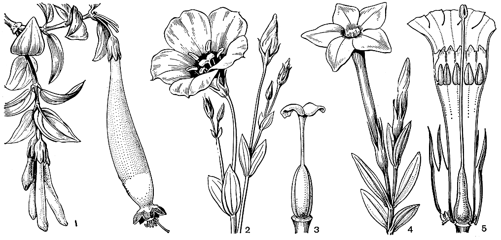 Рис. 193. Горечавковые. Лагенантус превосходный (Lagenanthus princeps): 1 - цветущий побег. Лизиантус Рассела (Lisianthus russellianus); 2 - цветущий побег; 3 - гинецей. Тахиаденус ладьевидный (Tachiadenus carinatus); 4 - цветуший побег; 5 - цветок в разрезе