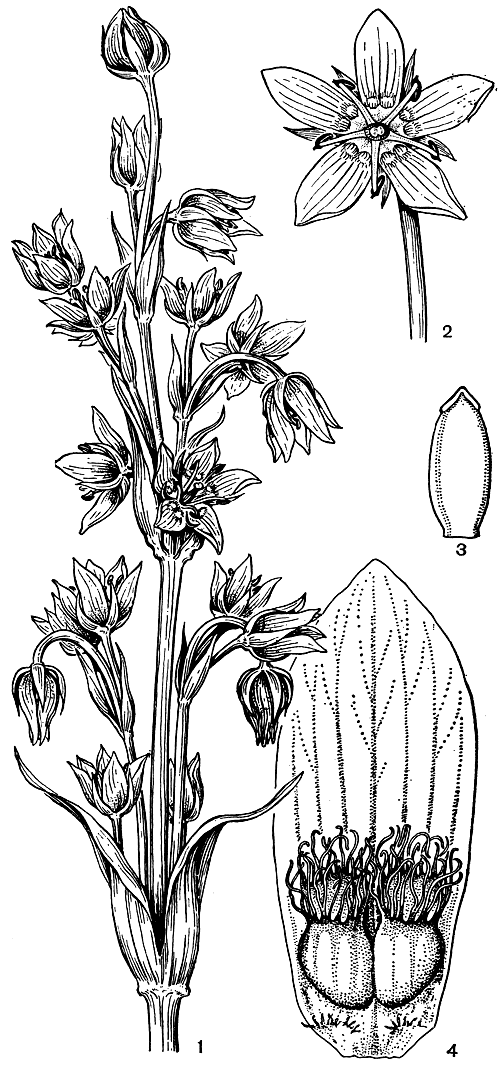 Рис. 194. Сверция Кинга (Swertia kingii): 1 - цветущий побег; 2 - цветок в развернутом виде; 3 - гинецей с низбегающим рыльцем; 4 - лепесток с нектарниками