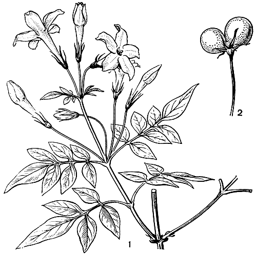 Рис. 199. Жасмин лекарственный (Jasminum officinale): 1 - ветвь с цветками; 2 - плод
